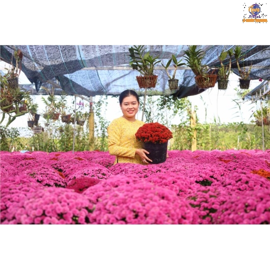 Khu Du Lịch Mỹ Phước Thành - Làng Hoa Sa Đéc - Vườn Trà Là