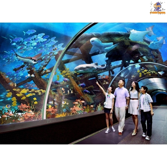 Vinpearl Harbour - Vịnh San Hô - Làng Chài - Hồ Cá Trí Nguyên