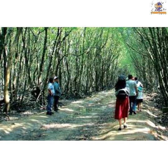 Khám Phá Rừng Sác Cần Giờ